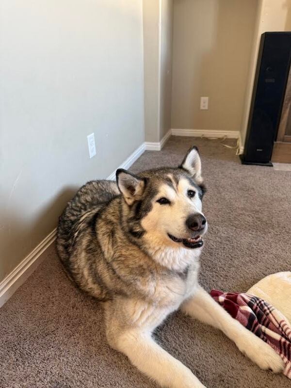 Picture of the Animal Listed